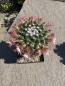 Preview: Mammillaria oaxaca